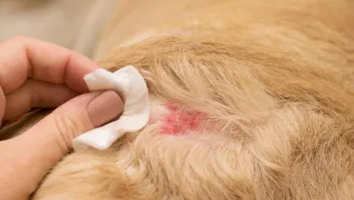 No es exageración: miles de mascotas ya están afectadas por esta plaga que avanza rápido y puede ser peligrosa.