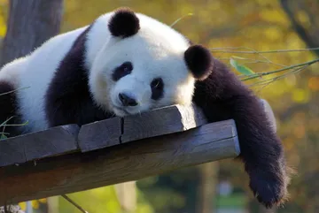 China mandará dos pandas gigantes al Zoológico Nacional de Washington