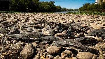 El nivel del río bajó y dejó al descubierto una escena inesperada: peces diablo sobre las orillas del Calabozo. El fenómeno ya genera dudas y comentarios entre pobladores.