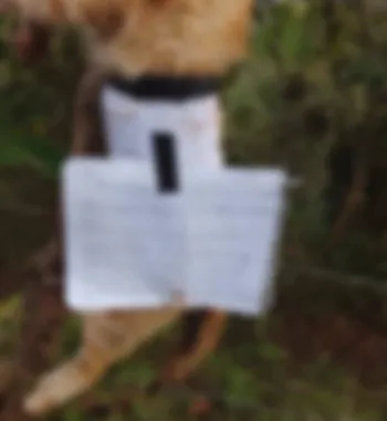 Encuentran gato colgado en Lolotla