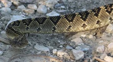 Hallan víbora de cascabel en Parque Nacional Los Mármoles1