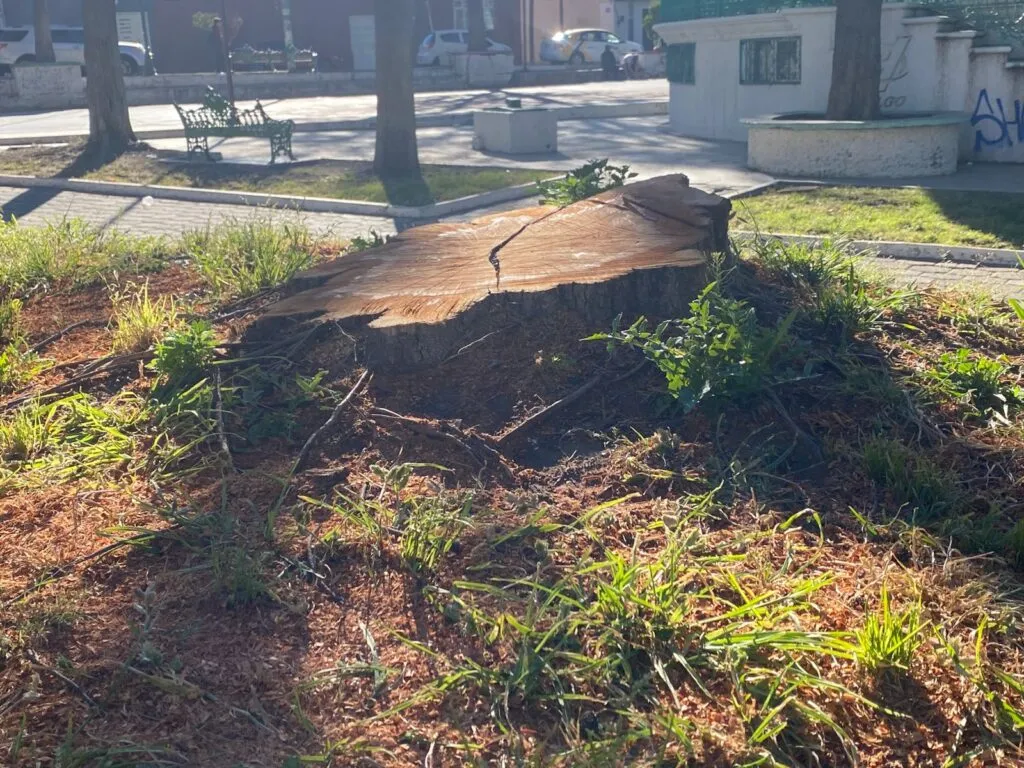 Plaga obliga al retiro de árboles en el Parque Pasteur