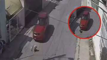 Atropellan a perrita