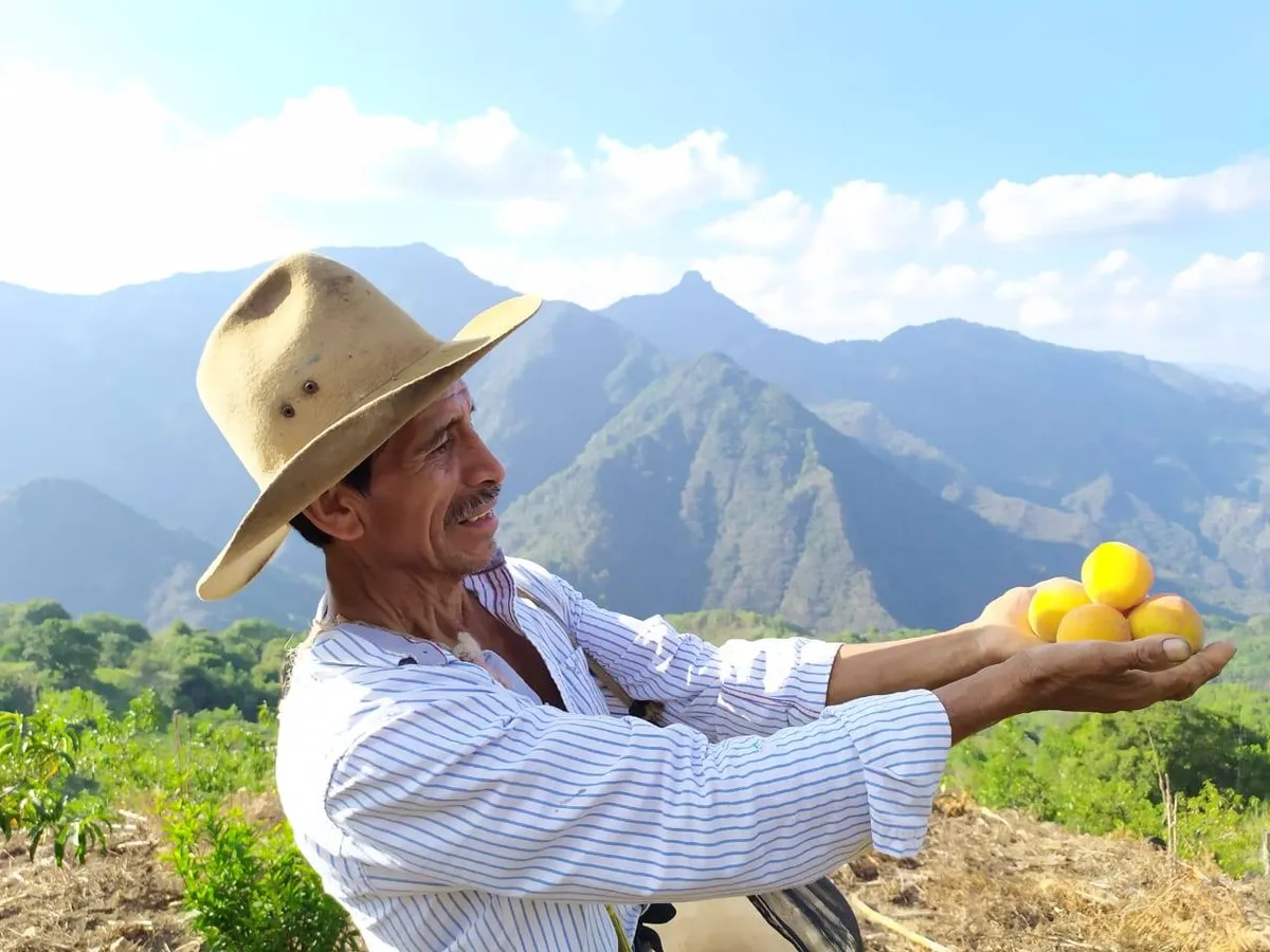 Sembrando Vida: lista Tercera Jornada Nacional de Siembra 2022