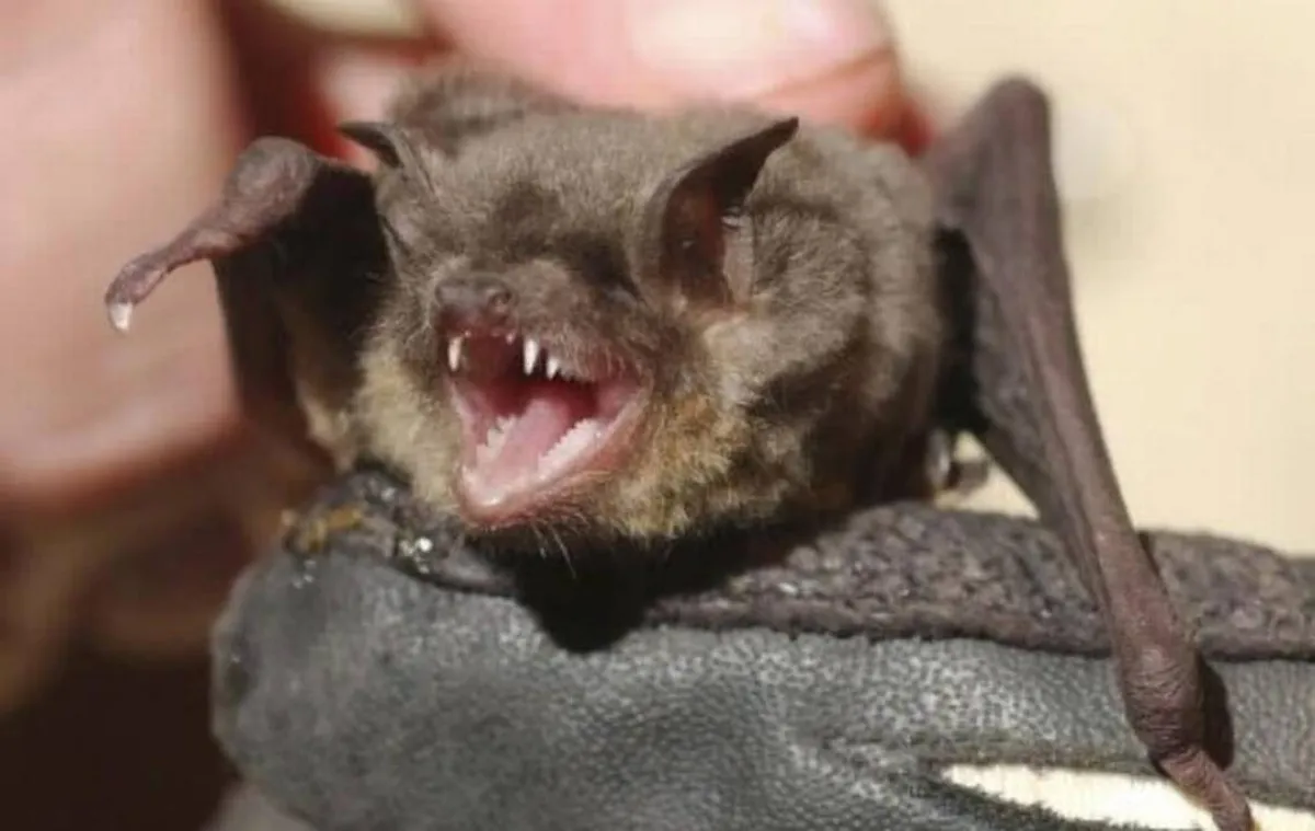 Fallece en Oaxaca niño mordido por murciélago