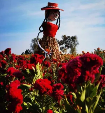 Catrinas adornaron campos de flor de cempasúchil en Tlaxcoapan