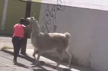 La llama y la mujer fueron captadas en el momento en que transitaban a un lado del salón de fiestas Nube de Coco