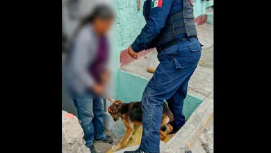 Rescatan tres perros en Pachuca; investigan presunto caso de maltrato animal