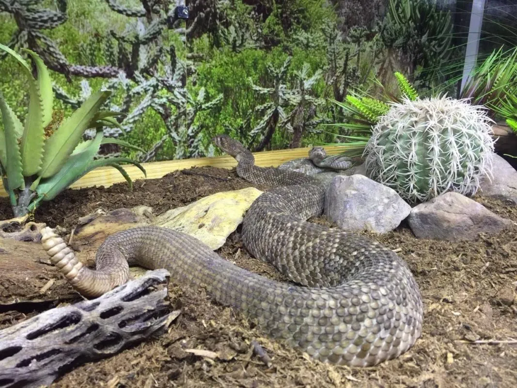 Primer festival mexicano de las serpientes se realizará en el Parque Ecológico Cubitos