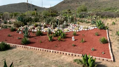 Aseguraran 33 ejemplares de biznaga burra