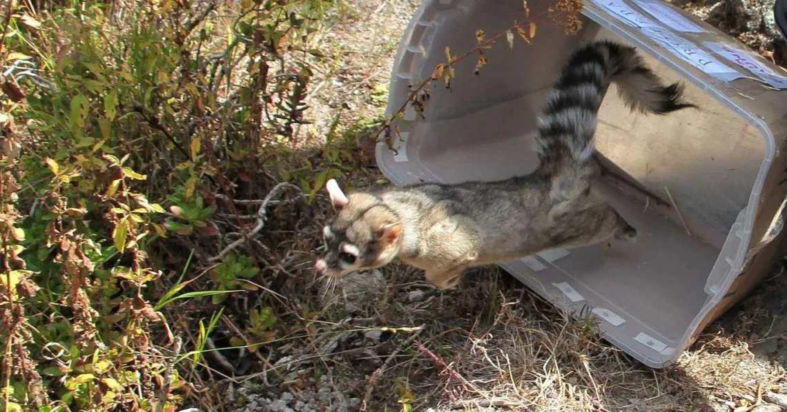 Pachuca: liberan cacomixtles, tlacuaches y una lechuza en Parque Nacional del Chico