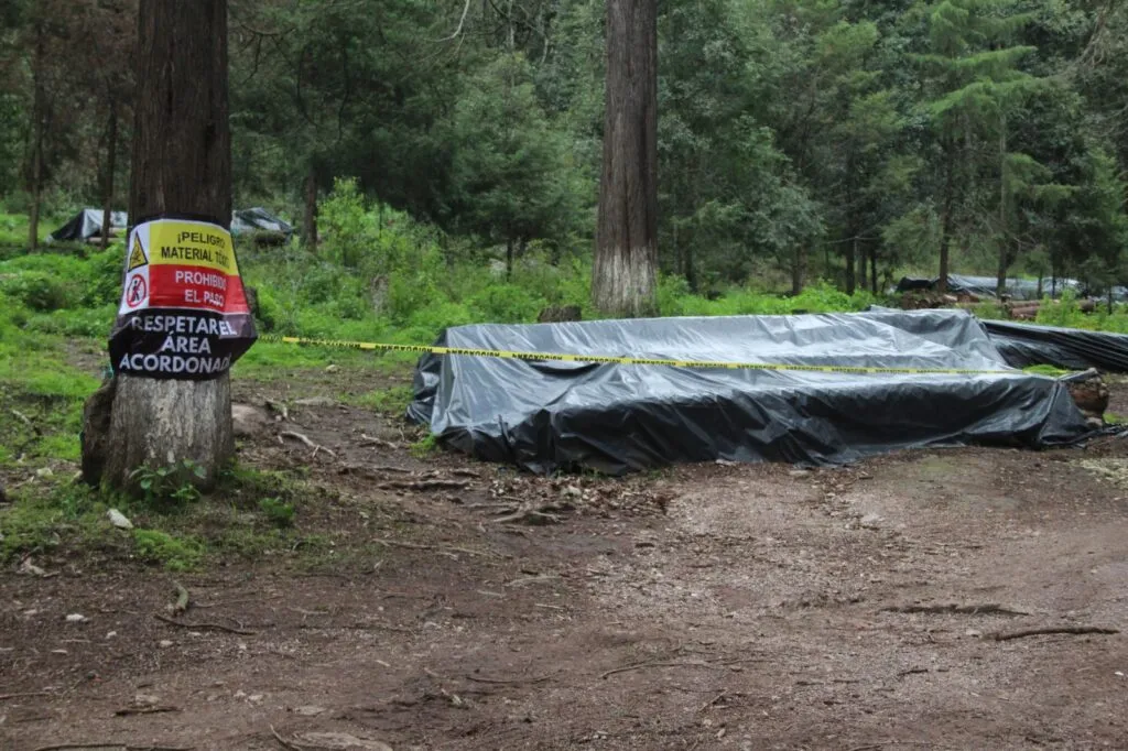 Plaga obliga a retirar miles de árboles en el Parque Nacional El Chico