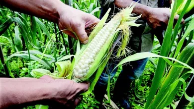 El maíz genéticamente modificado podría contaminar la rica reserva de variedades de maíz nativo que son fundamentales