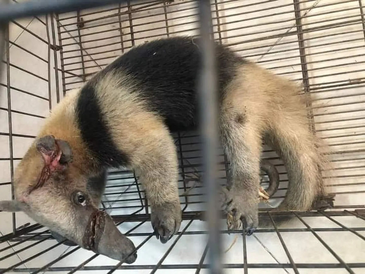 Muere oso hormiguero agredido en Huejutla