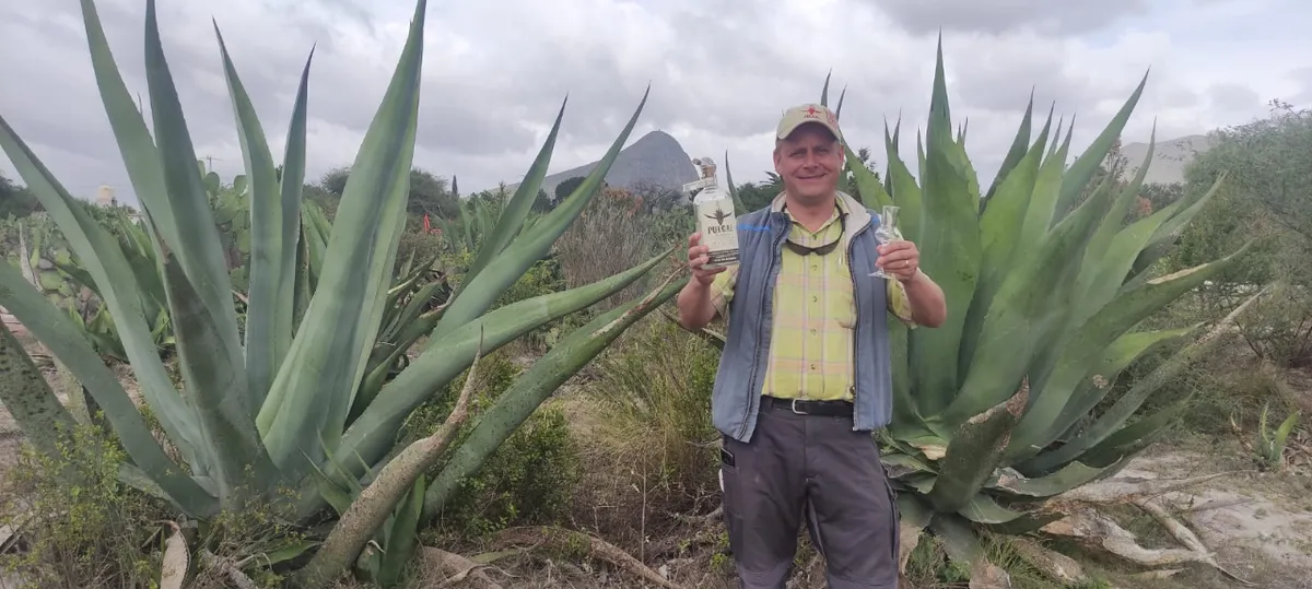 Pulcal y Xamatí, destilados que buscan conquistar a los migrantes hidalguenses