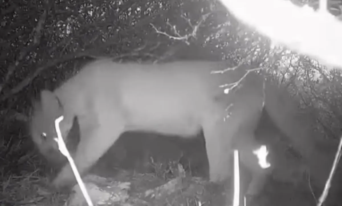 Reportan un puma cerca de zonas habitadas y activan vigilancia