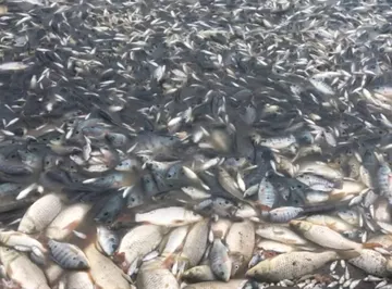 Alerta en Hidalgo: Sequía en laguna provoca muerte masiva de peces