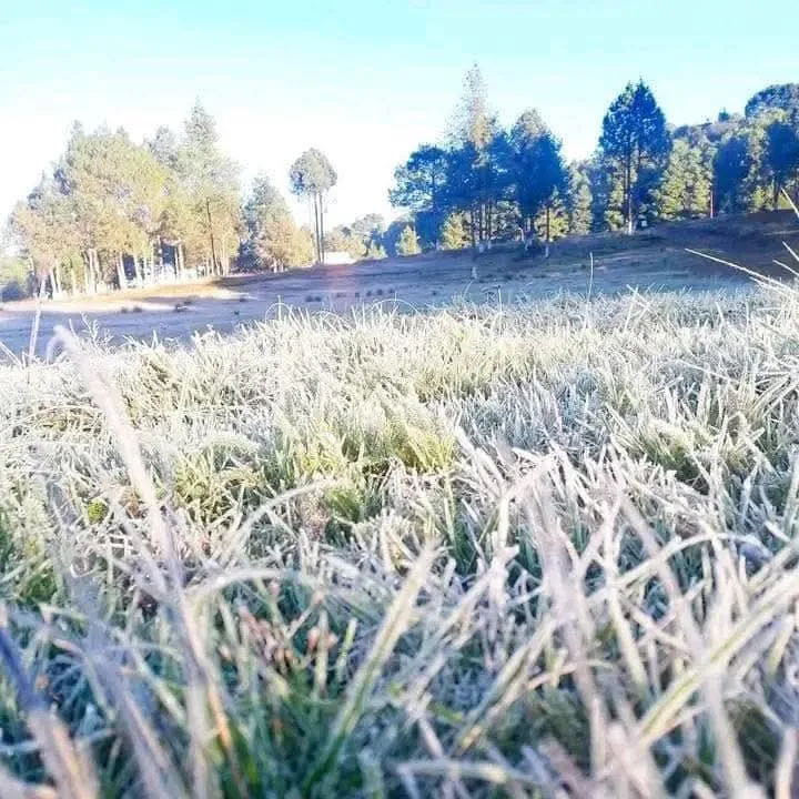 Continúan las heladas en Hidalgo: vegetación cubierta de escarcha en varios municipios
