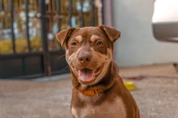 Pachuca: ¿cuándo y dónde esterilizar a tu mascota gratis?