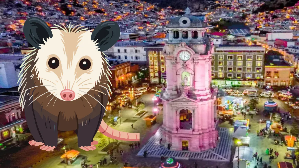 Por qué hay más tlacuaches en Pachuca y cómo actuar sin ponerlos en riesgo.