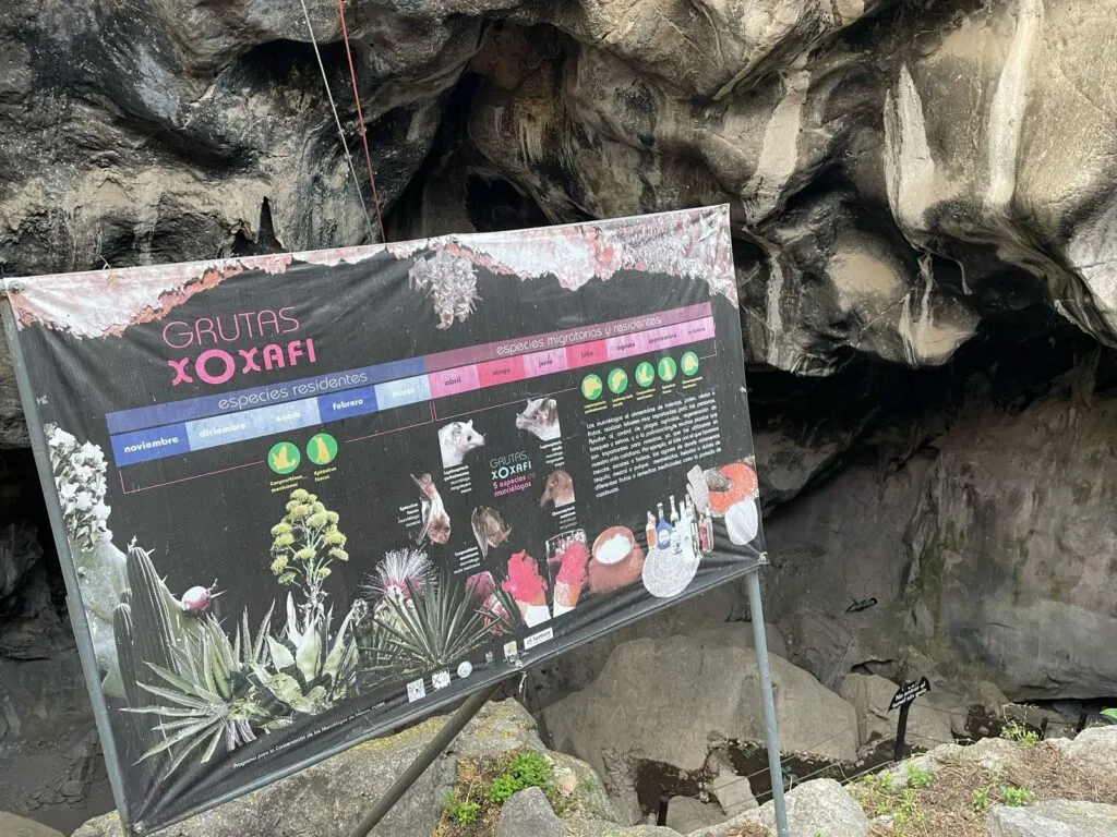 ¿Dónde ver murciélagos en Hidalgo? Las Grutas de Xoxafi y sus cinco especies