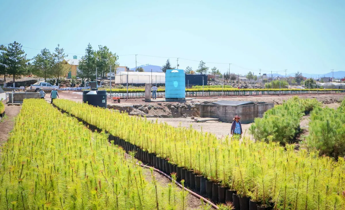 Reforestación en Hidalgo: Cuatro viveros produciran 150 mil plantas