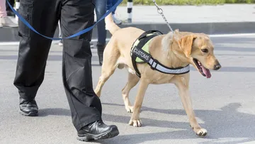 Compran para la PGJH dos perros detectores de drogas y cadáveres