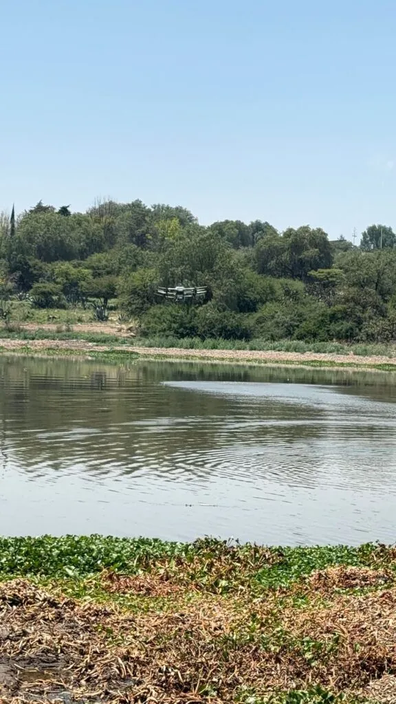 Conagua mantiene fumigaciones en presa Endhó con respaldo de expertos internacionales