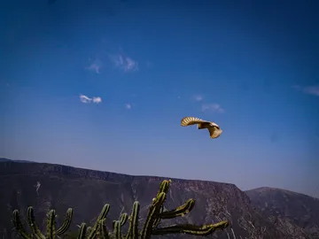 Liberación de fauna silvestre