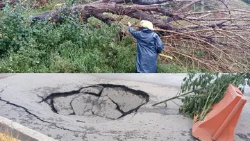 Socavón y caída de árbol