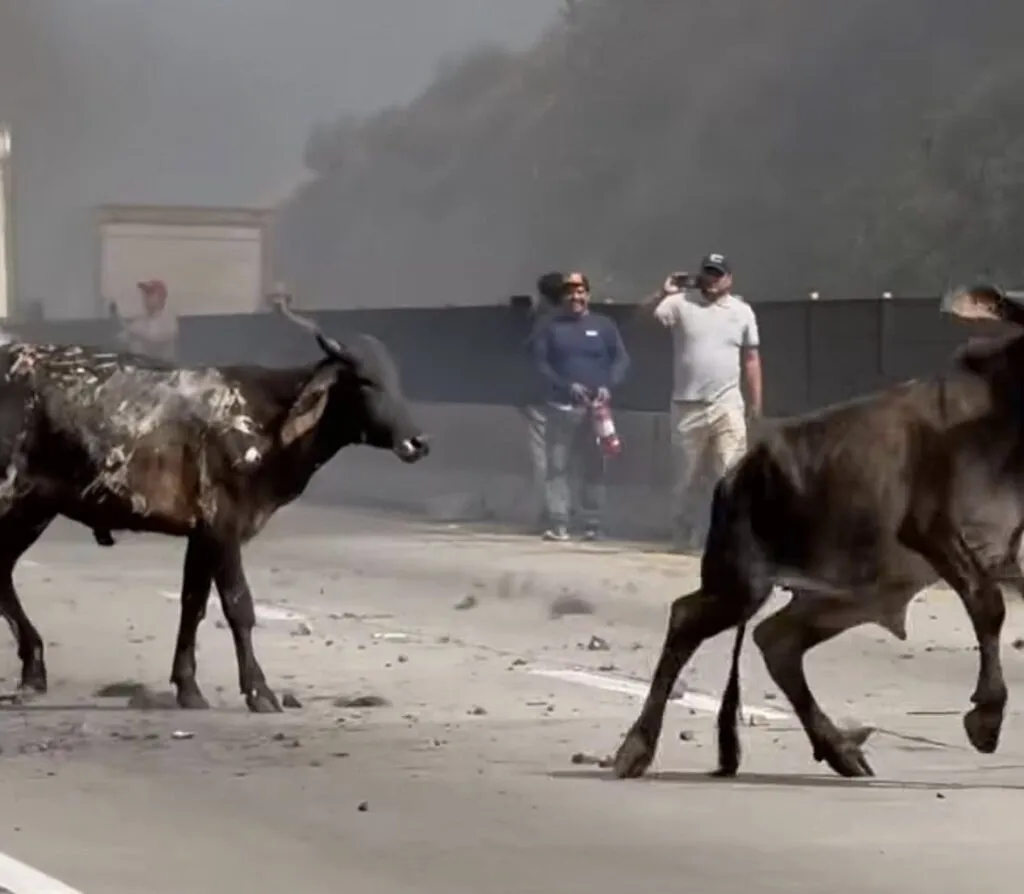 ¡Carne asada! Tráiler con ganado se incendia en el Arco Norte; animales murieron calcinados