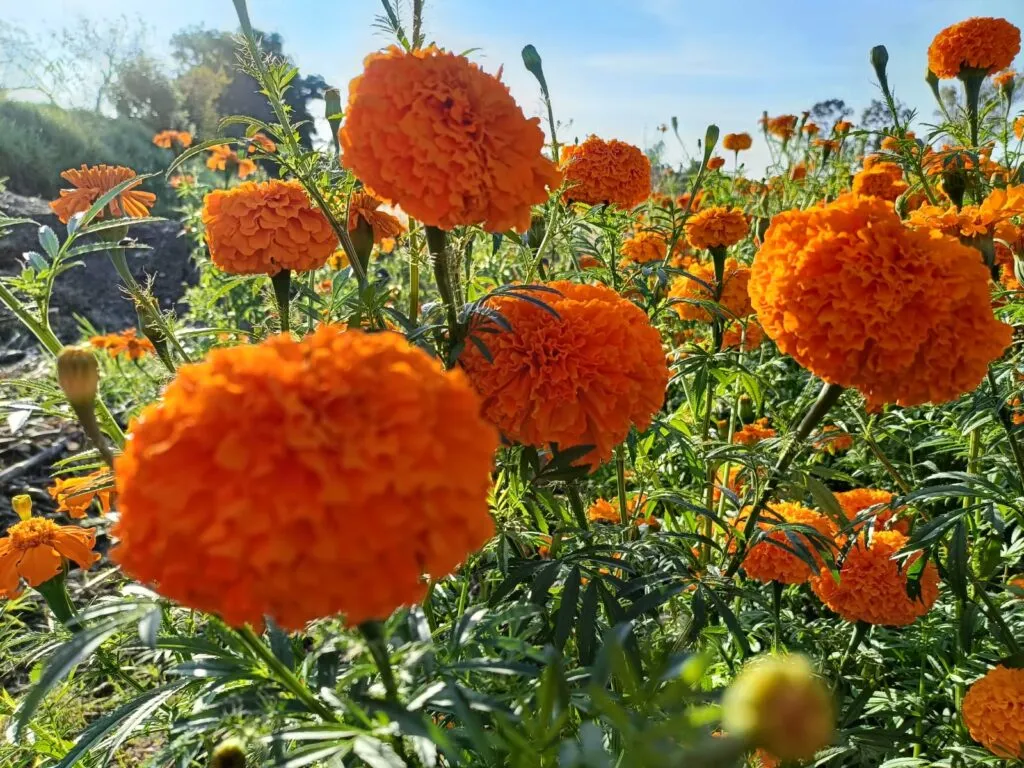 Doxey se llena de color con el Festival de las Flores; arranca la venta para Día de Muertos en Tlaxcoapan