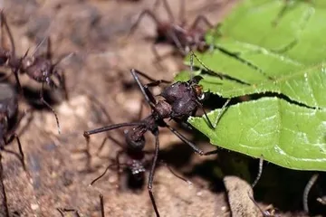 Las hormigas superan a los humanos resolviendo problemas en equipo