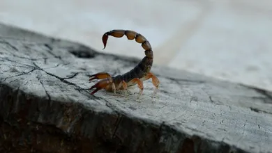 Zapatos, camas y rincones oscuros pueden convertirse en escondites de alacranes durante esta temporada de calor