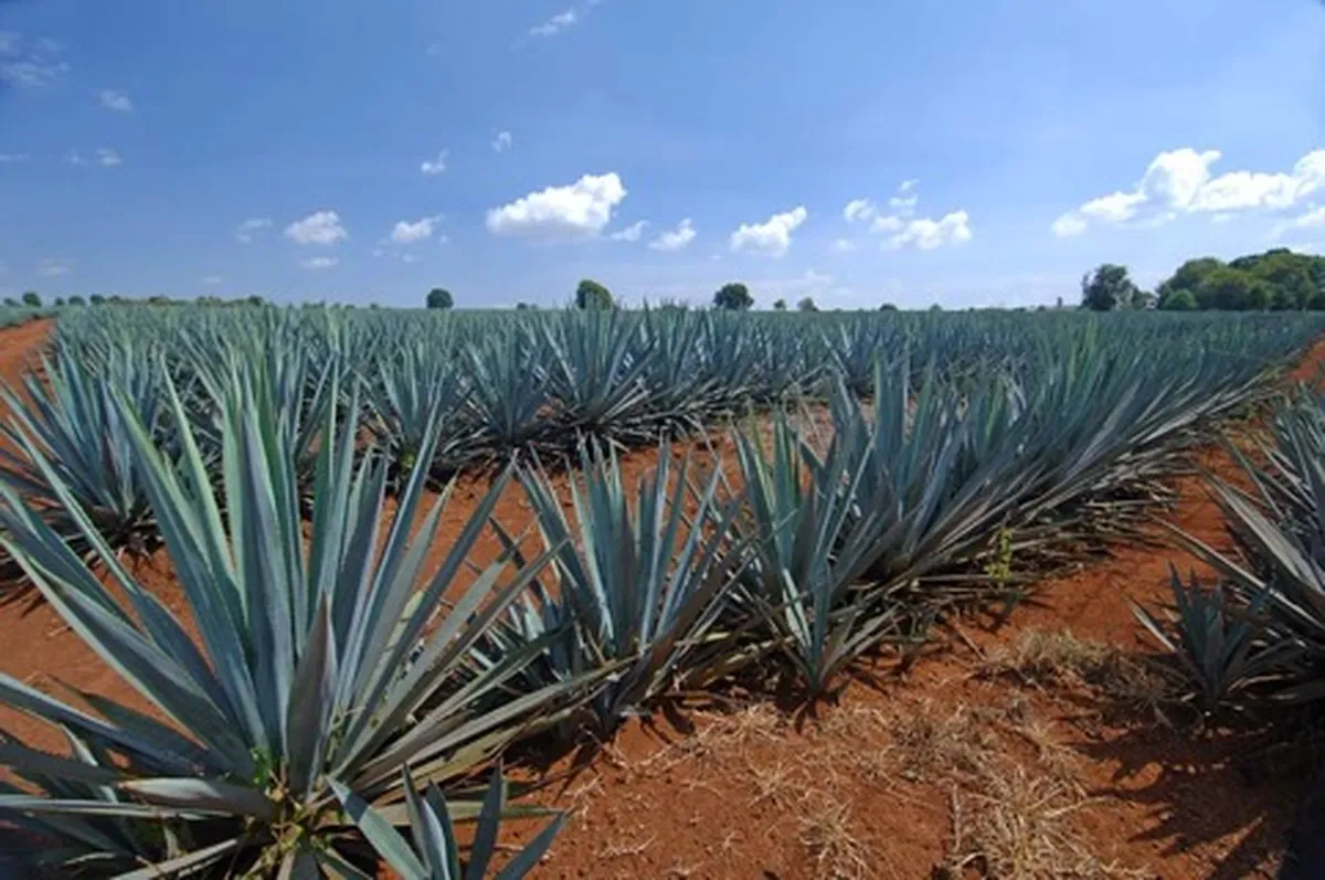 MAGUEY