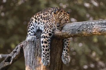 ¿Por qué proponen declarar el 7 de septiembre como Día del Jaguar en Hidalgo?
