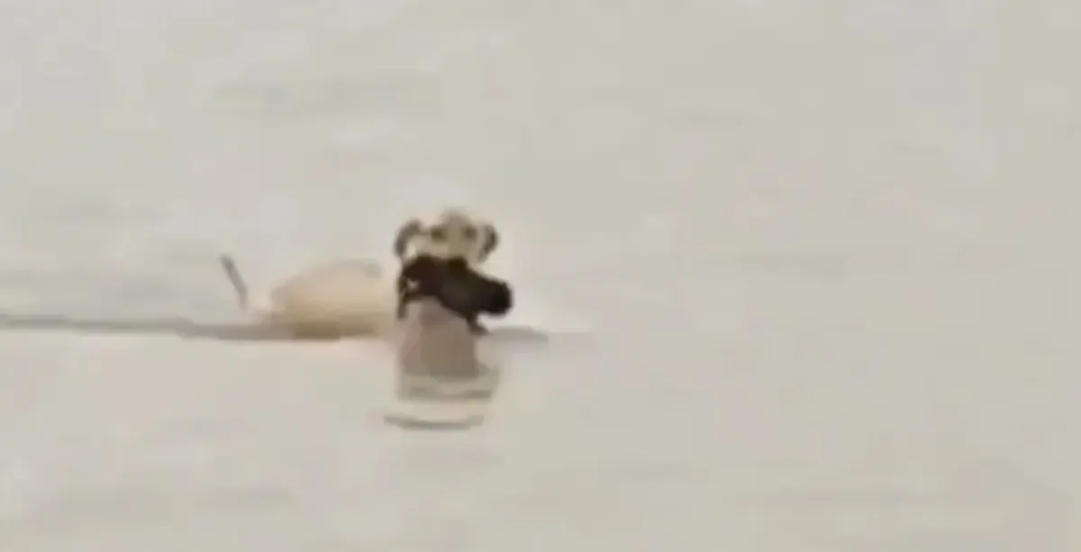 ¡Enternecedor! Perrita salva a su cachorro de inundaciones en Reynosa | VIDEO