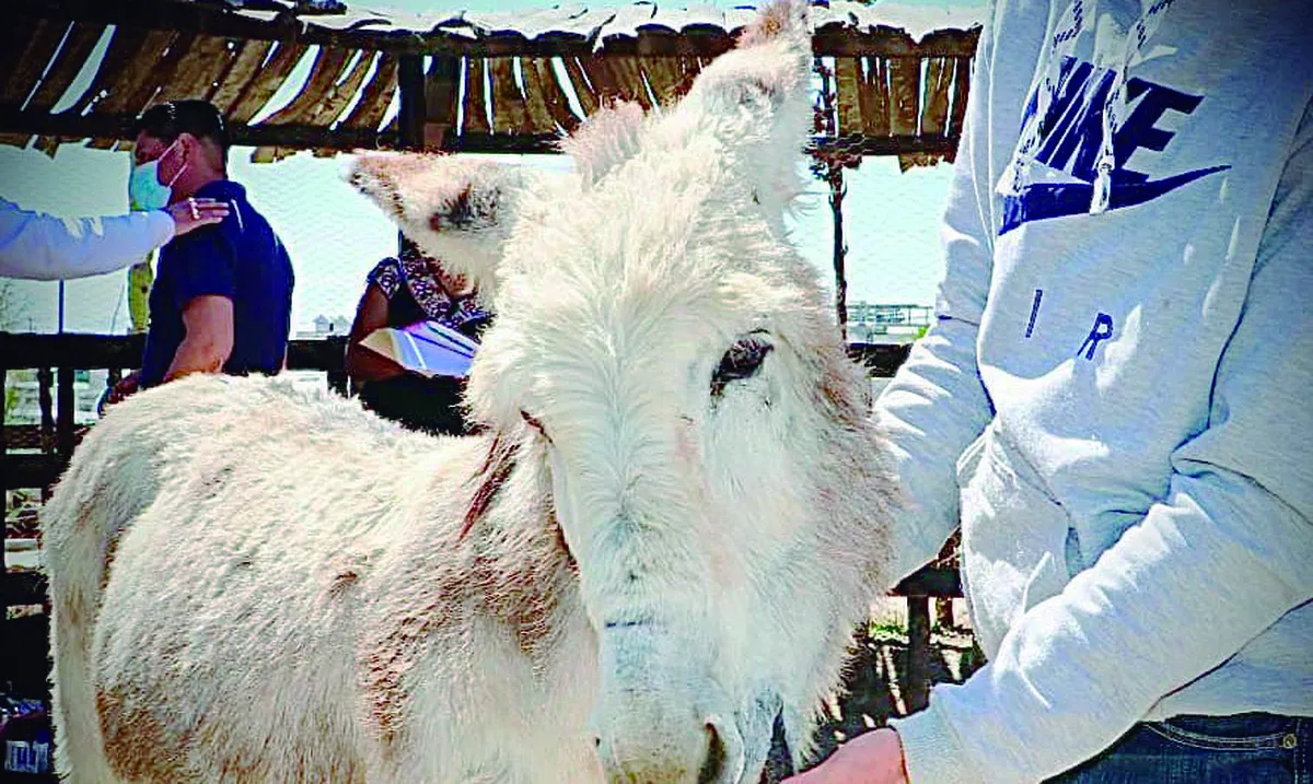 Urgen a crear acciones contra maltrato animal: Biofutura