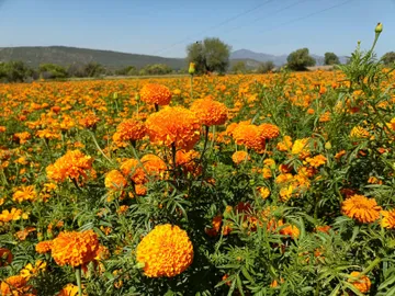 Doxey cancela su Feria de la Flor y la tradicional carrera de Día de Muertos