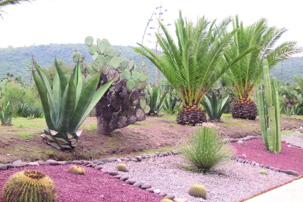 Parque Ecológico de Cubitos, el pulmón verde de la ciudad