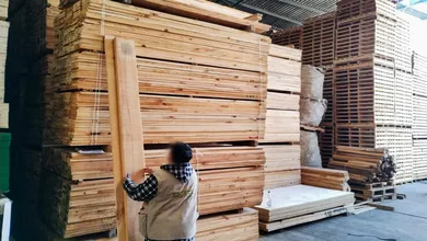 Falta de permisos y registros pone en la mira al sector forestal en Tula