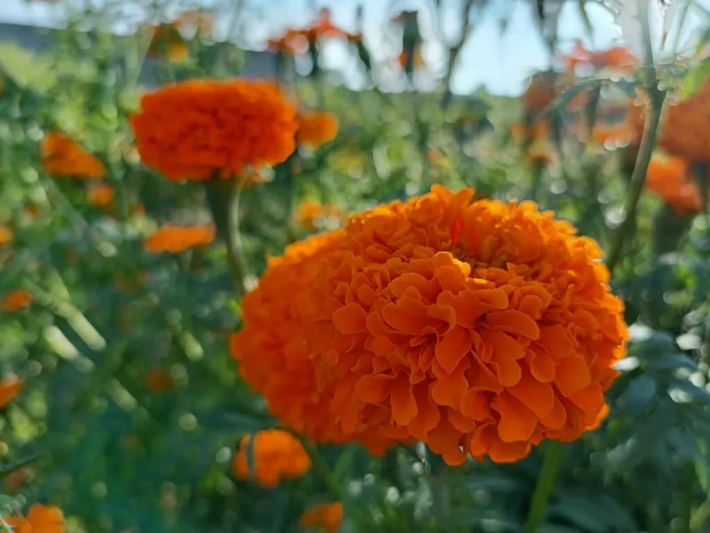 Doxey cancela su Feria de la Flor y la tradicional carrera de Día de Muertos