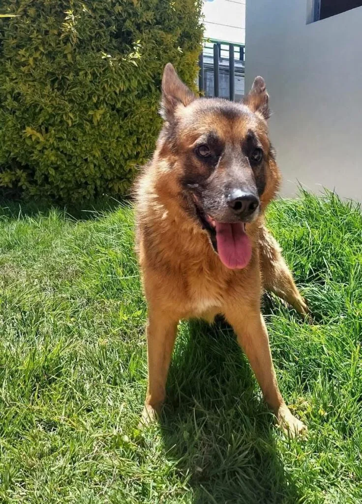 Pachuca: rescatan a lomitos por maltrato en C.Doria tras video viral