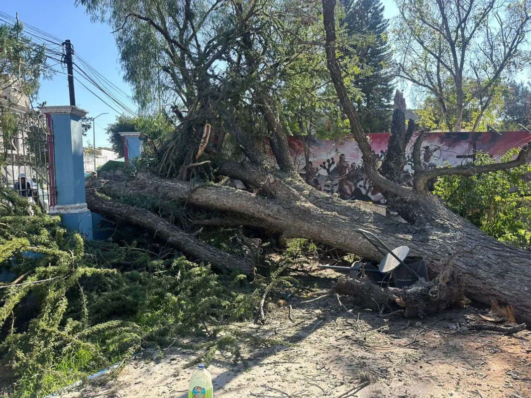 Árbol cae en vía pública de Ixmiquilpan