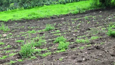 Infraestructura agrícola: así buscan optimizar el uso del agua en comunidades rurales.