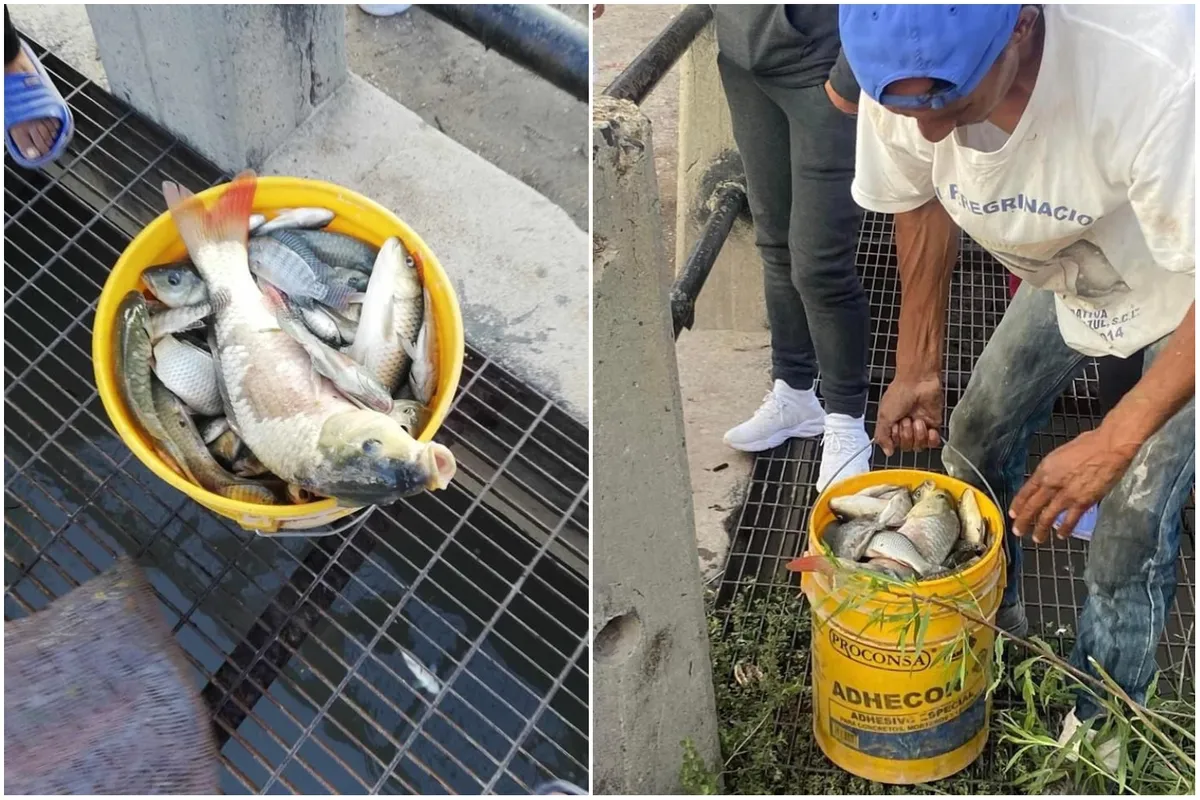Presa Requena: mueren miles de peces por sequía