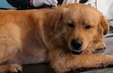 Perrito rescatado recibiendo atención médica