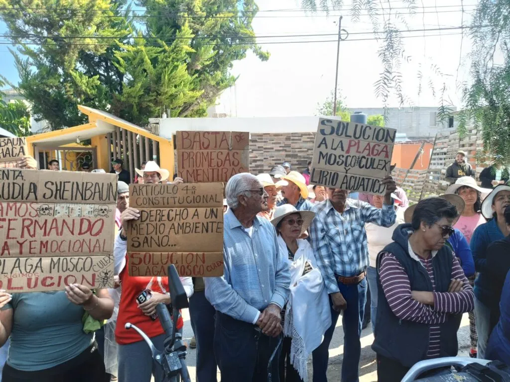 Pobladores de la Endhó piden a Semarnat rentar 10 trituradoras contra lirio y mosco culex