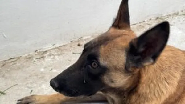 Perrovictima de maltrato animal