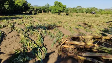 Apoyos al campo y al ganado avanzan tras las lluvias en comunidades rurales de Atlapexco.